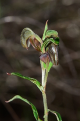 Pterostylis arbuscula