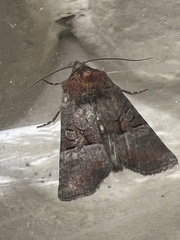 Mesoligia literosa