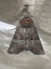 Mesoligia literosa