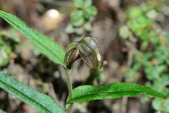 Pterostylis arbuscula