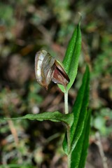 Pterostylis arbuscula