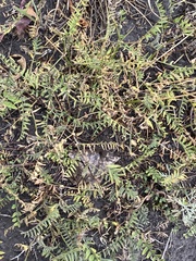 Astragalus danicus