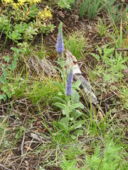Veronica porphyriana