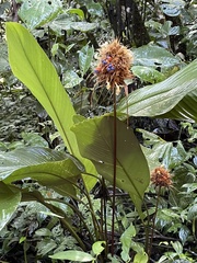 Goeppertia altissima