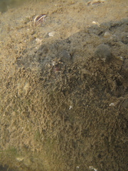 Cratena pawarshindeorum