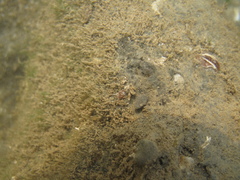 Cratena pawarshindeorum