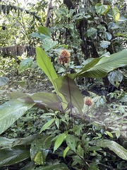 Goeppertia altissima