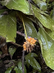 Goeppertia altissima
