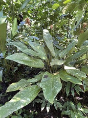 Goeppertia altissima