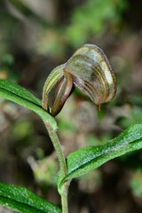 Pterostylis arbuscula