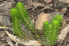Stylidium laricifolium