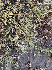 Astragalus danicus