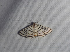 Conchylodes concinnalis