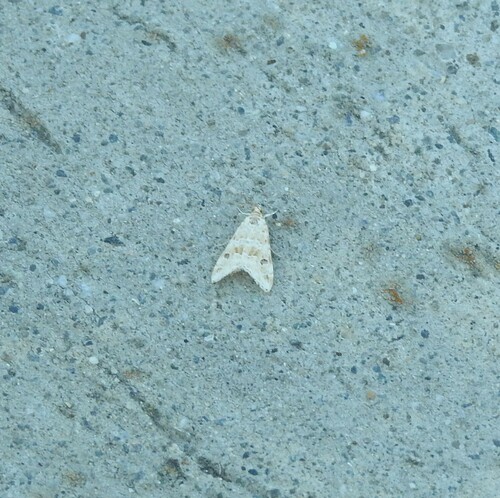 Cabbage Webworm Moth photo 6
