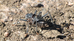 Acanthoplus