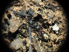Myrmecia chrysogaster