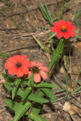 Zinnia peruviana