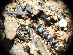 Myrmecia chrysogaster