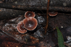 Mycena vinacea