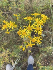 Jacobaea