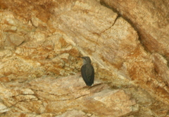 Oreotrochilus leucopleurus