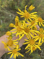 Jacobaea