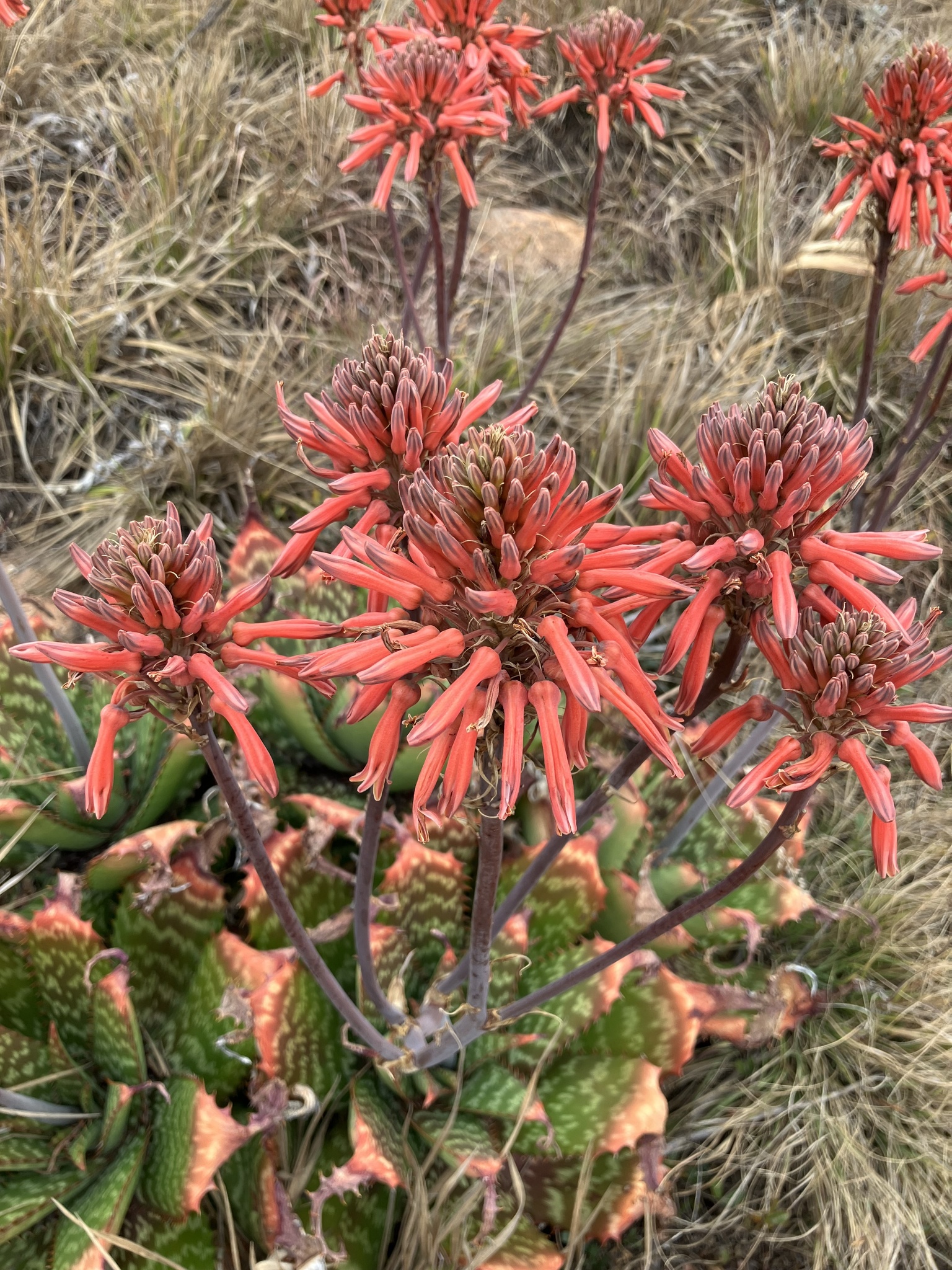 Aloe greatheadii
