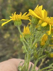 Jacobaea