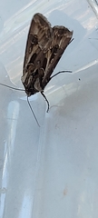 Agrotis vestigialis