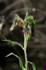 Pterostylis arbuscula