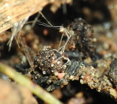 Eupodina