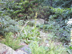Gentiana lutea