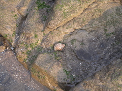 Purpura bufo