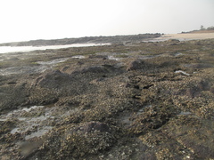 Saccostrea