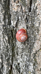 Cepaea nemoralis