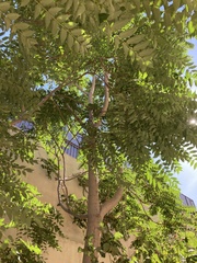 Ailanthus altissima