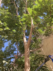 Ailanthus altissima
