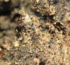 Eupodina