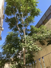 Ailanthus altissima