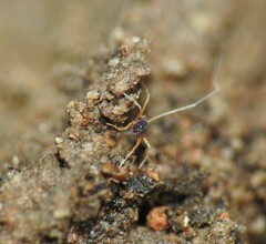 Eupodina