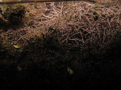 Amphiroa