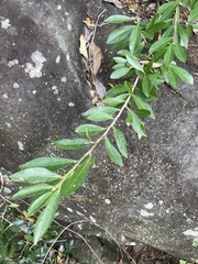 Erythroxylum emarginatum