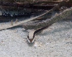 Platycephalus laevigatus