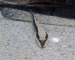 Platycephalus laevigatus