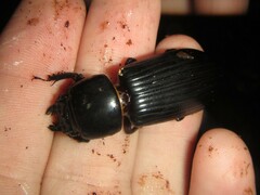 Mastachilus australasicus