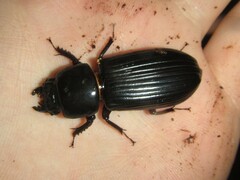 Mastachilus australasicus