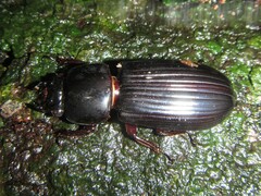 Mastachilus australasicus