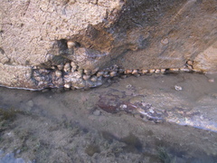 Euchelus