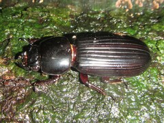 Mastachilus australasicus