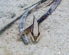 Platycephalus laevigatus